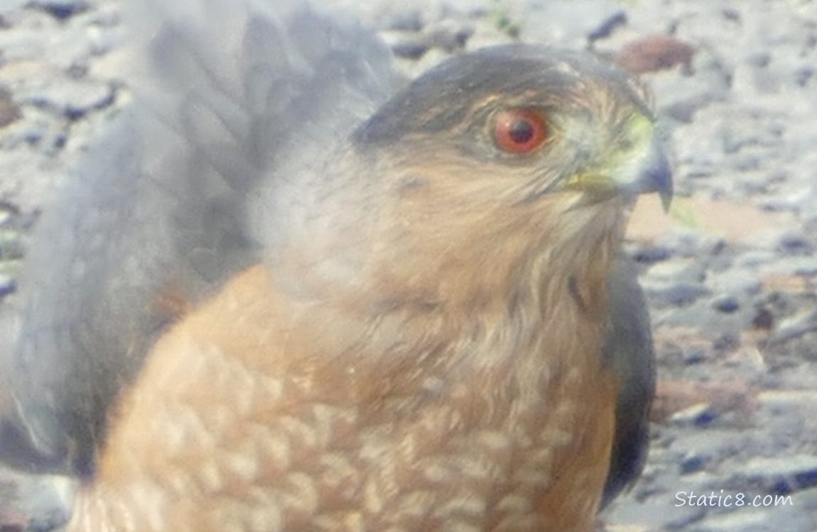 Close up of a Cooper Hawks face