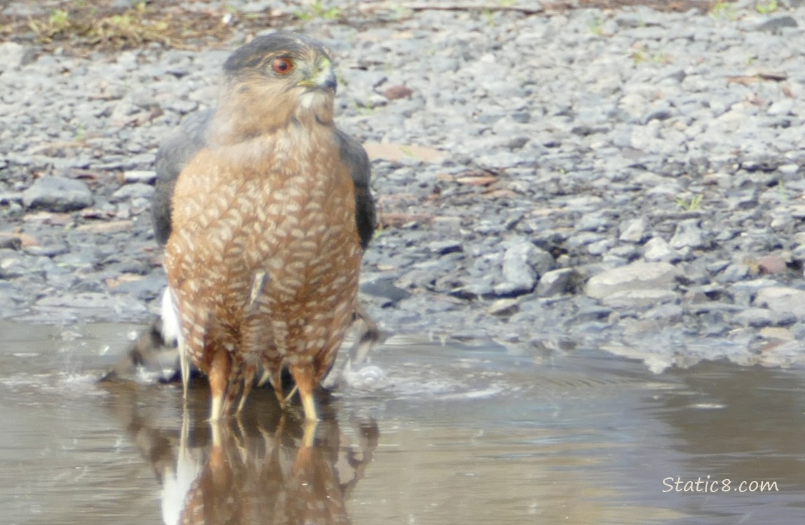Cooper Hawk standing in a puddle