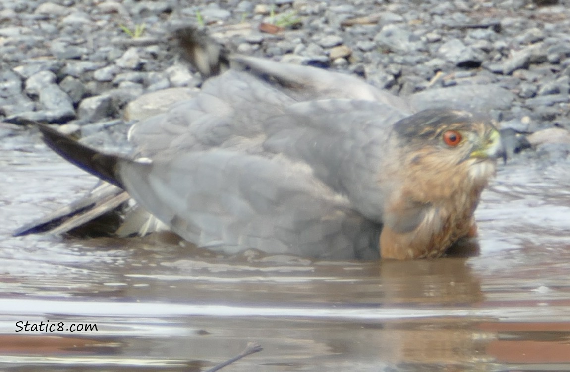 Cooper Hawk bathing in a puddle