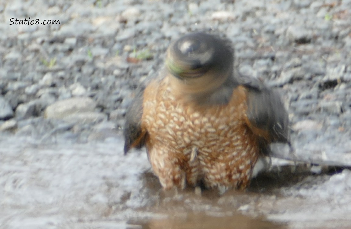 Cooper Hawk shaking off in a puddle