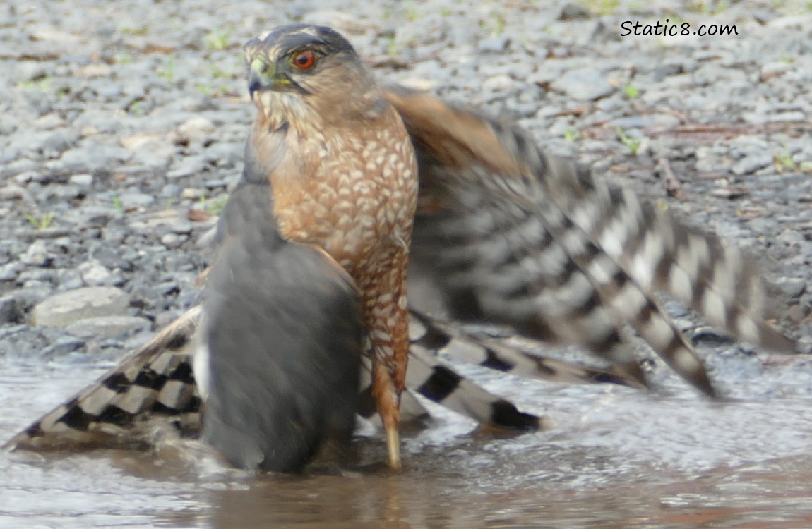 Cooper Hawk bathing in a puddle