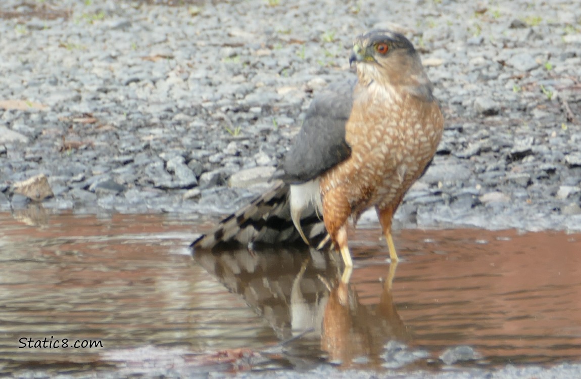 Cooper Hawk standing in a puddle