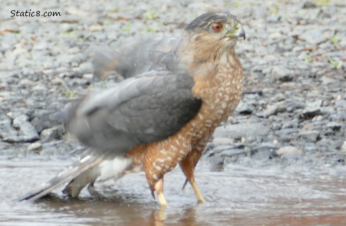 Cooper Hawk standing in a puddle