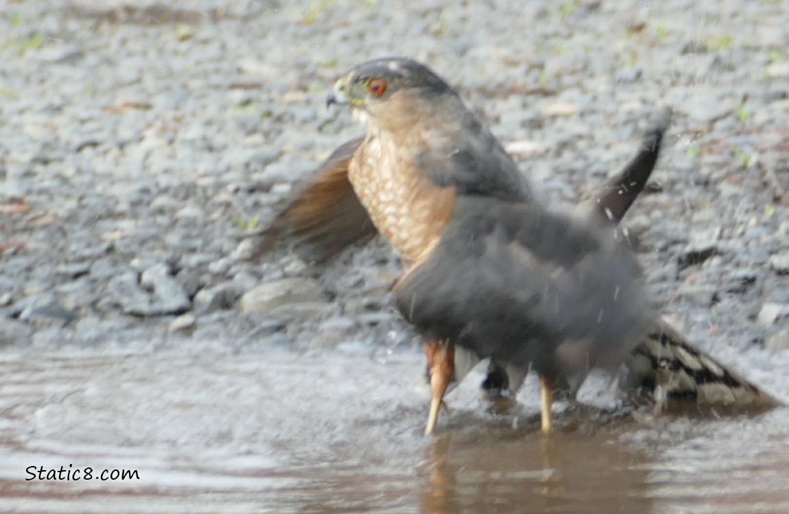 Cooper Hawk bathing in a puddle