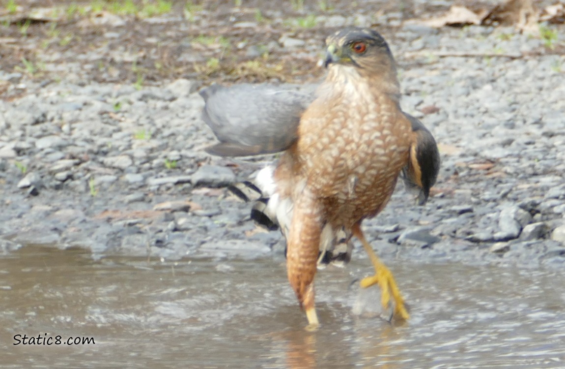 Cooper Hawk standing in a puddle