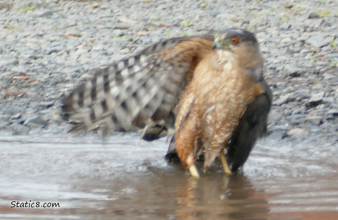 Cooper Hawk bathing in a puddle