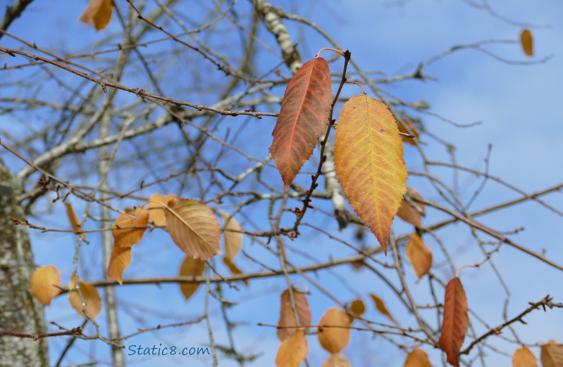 Autumn leaves still on a bare tree with blue sky behind