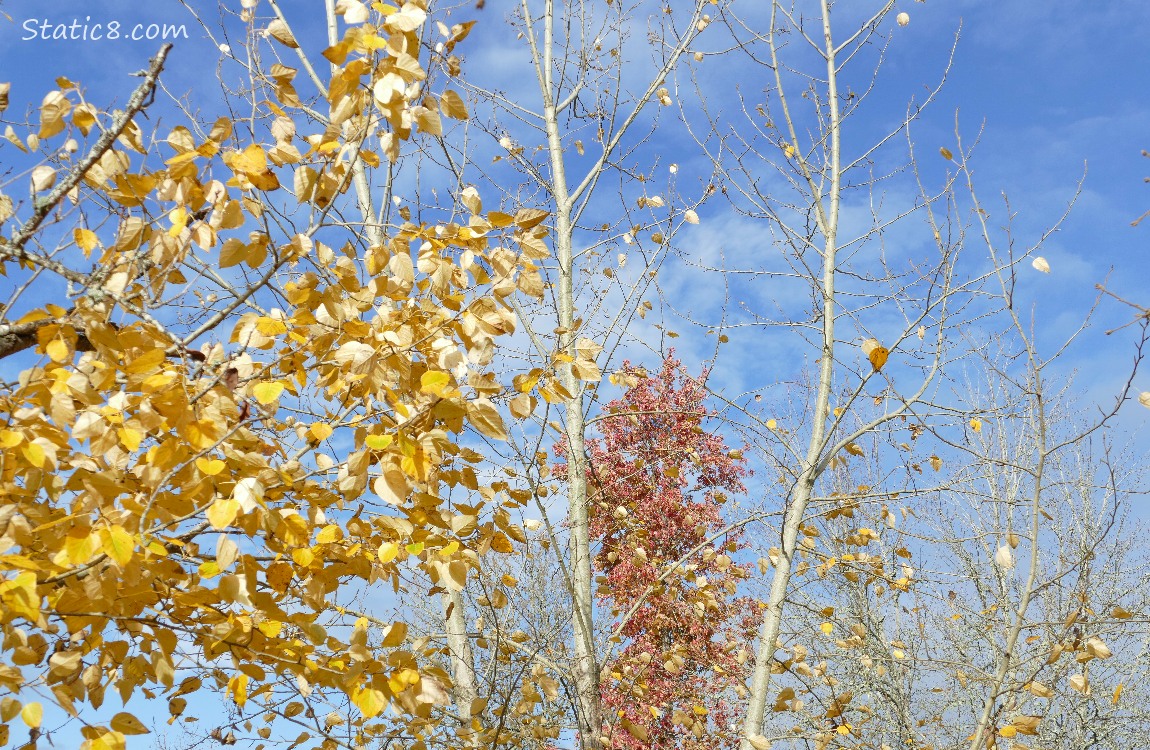Yellow autumn leaves on a tree, with red leaves behind and the blue sky