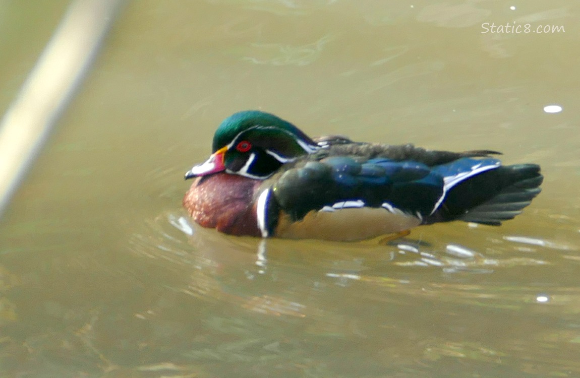 Male Wood Duck paddling in the water