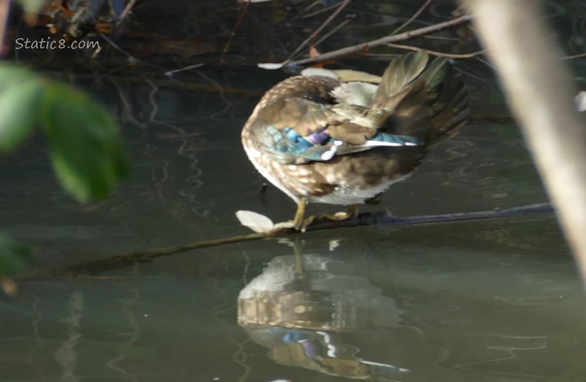 Wood Duck standing on a log in the water, preening