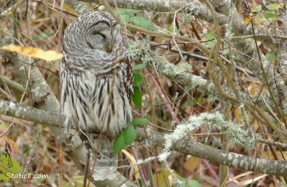 Barred Owl sitting in a tree