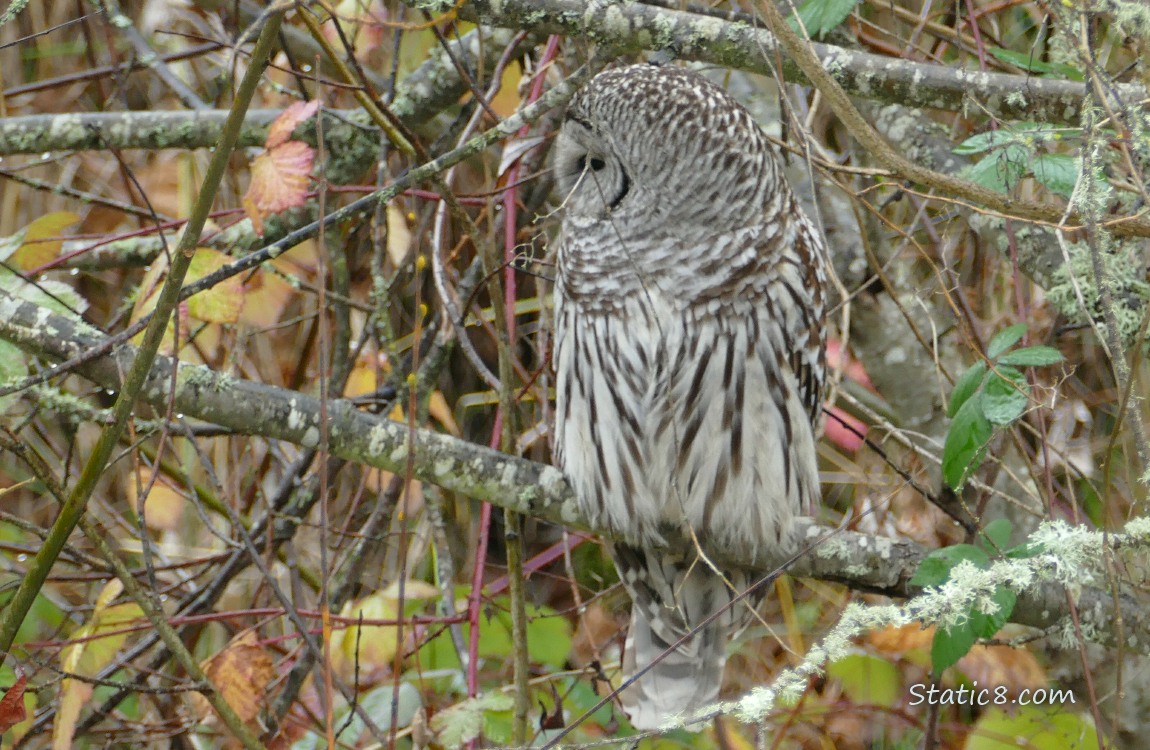Barred Owl standing in a tree