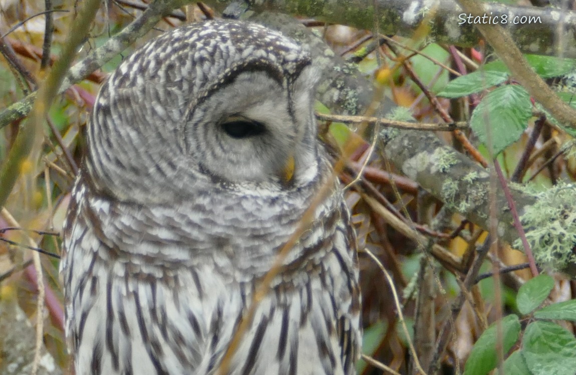 Barred Owl