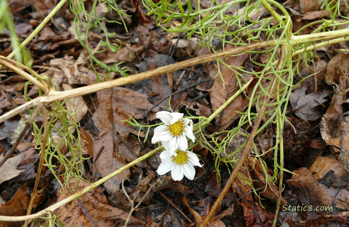 Two Cosmos blooms on fallen branches of the plant