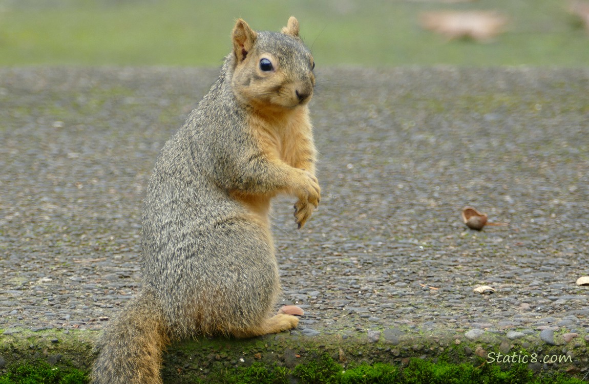 Squirrel standing on the sidewalk