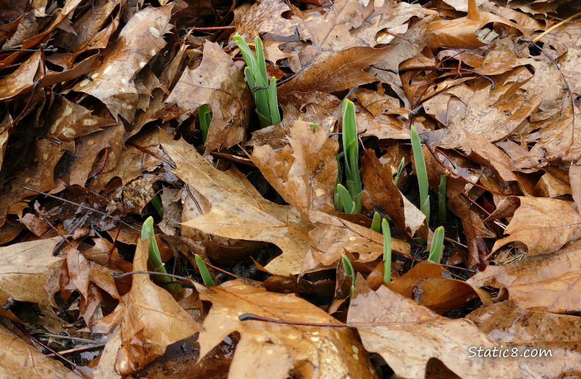 Garlic leaves poking up out of the leaf mulch