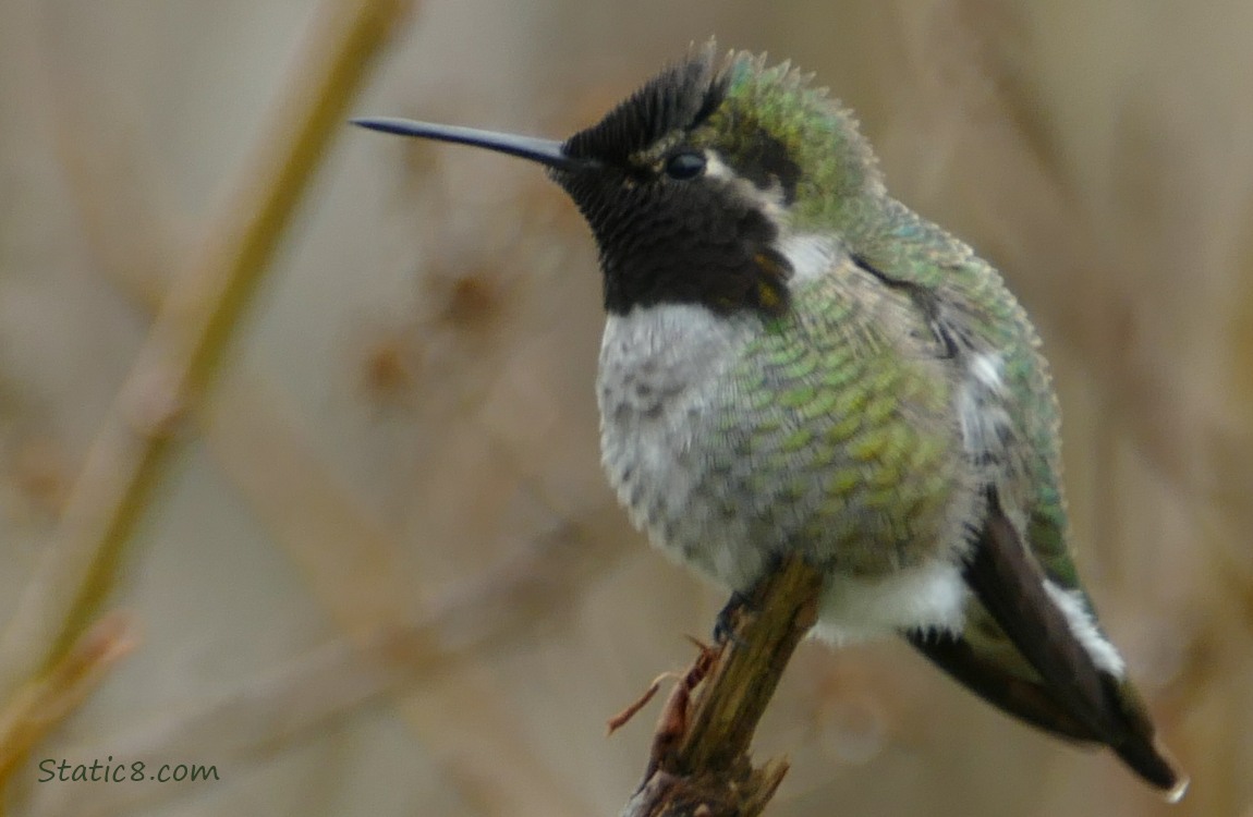 Anna Hummingbird standing on the tip of a twig