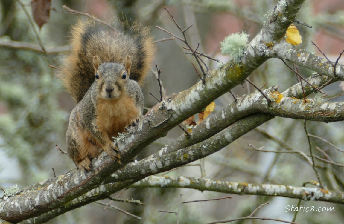 Squirrel sitting on a mossy branch