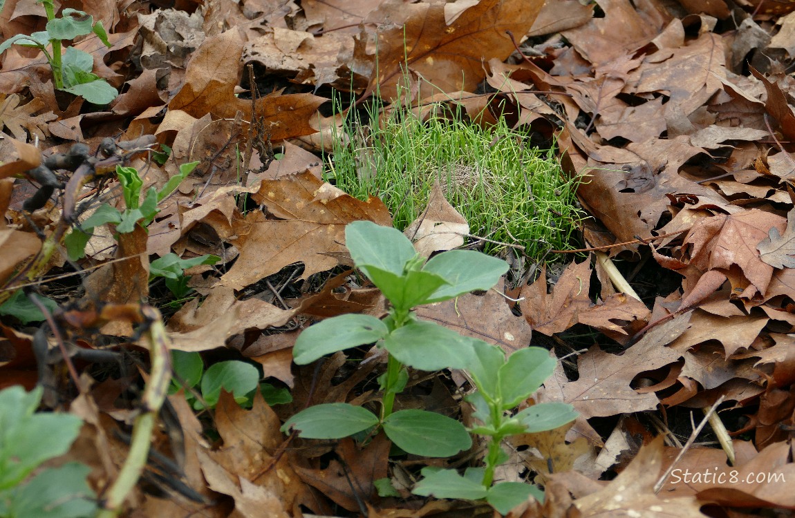Fava and Leek sprouts growing thru dead leaves