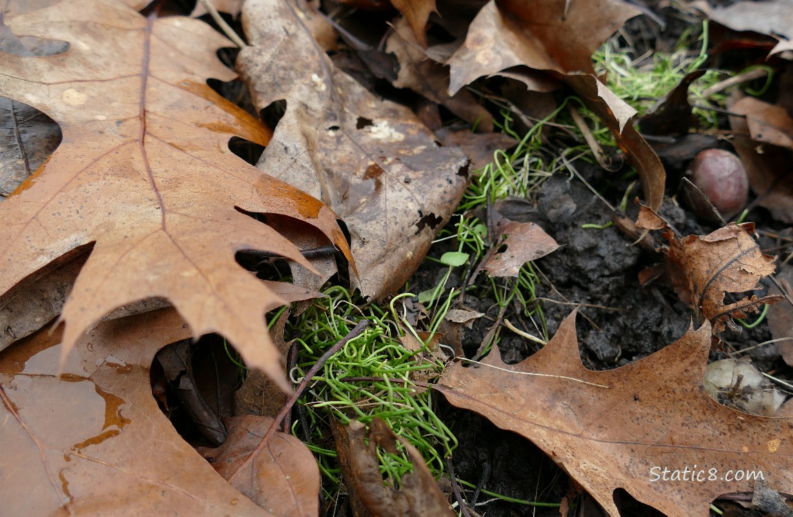 Leek sprouts growing under dead oak leaves