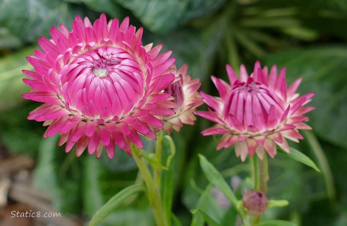 Bright pink Strawflower blooms