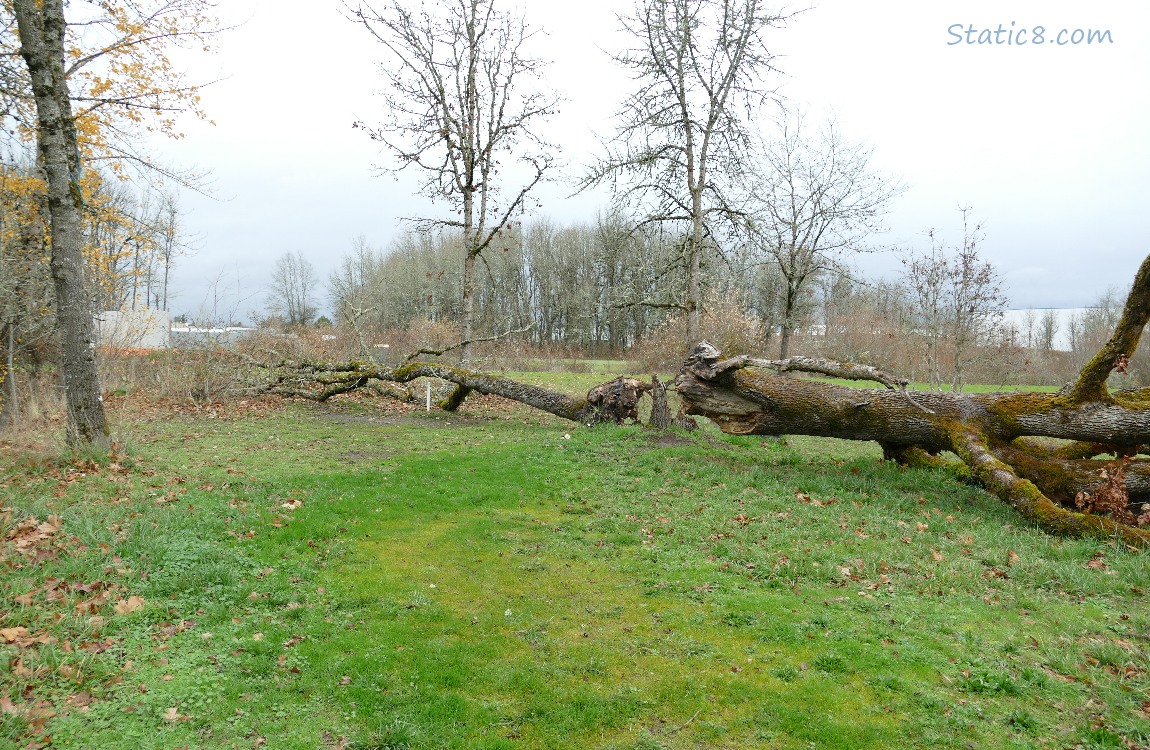 Fallen Oak trees
