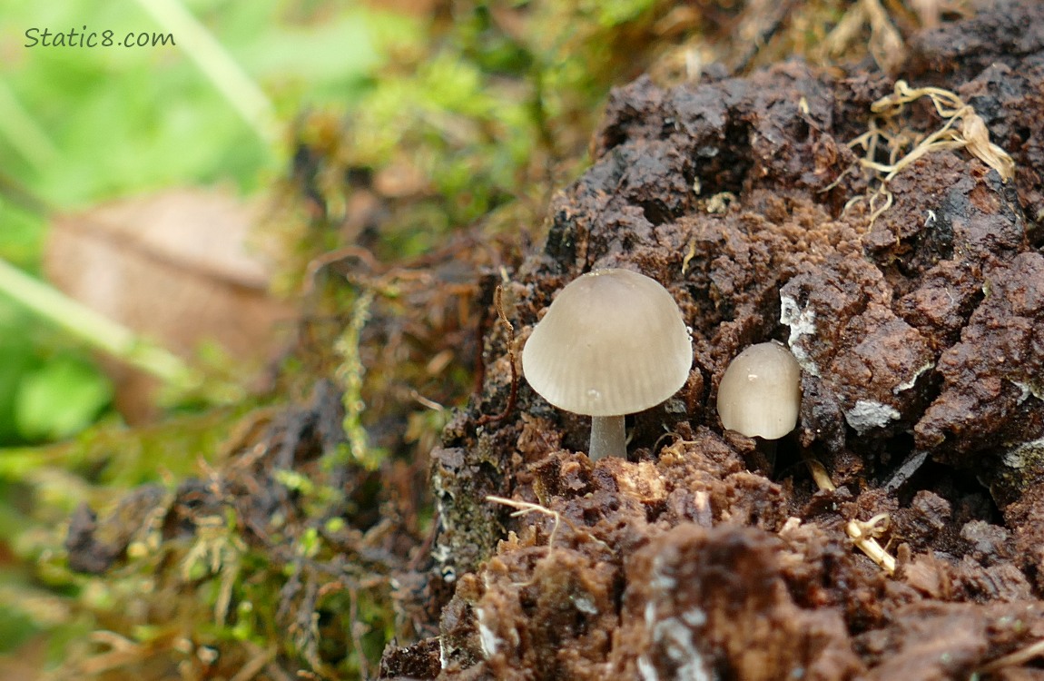 Small mushrooms growing out of a tree stump