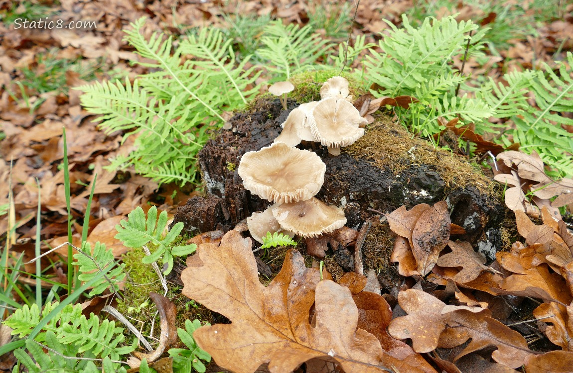 Mushrooms growing from a tree stump, with ferns