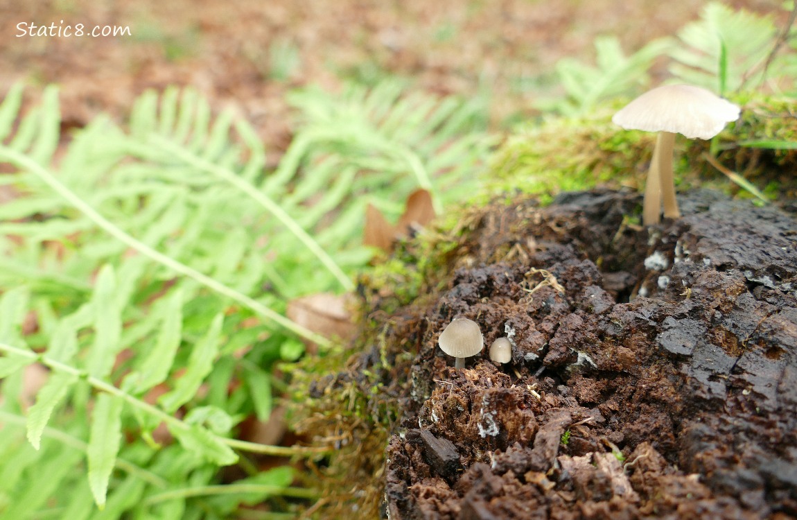 Mushrooms growing from a tree stump, with ferns