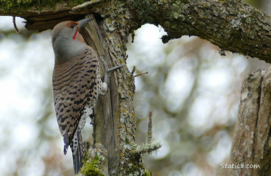 Northern Flicker looking for bugs in a broken branch