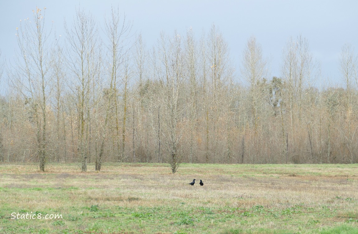 Crows standing in the grass in the distance