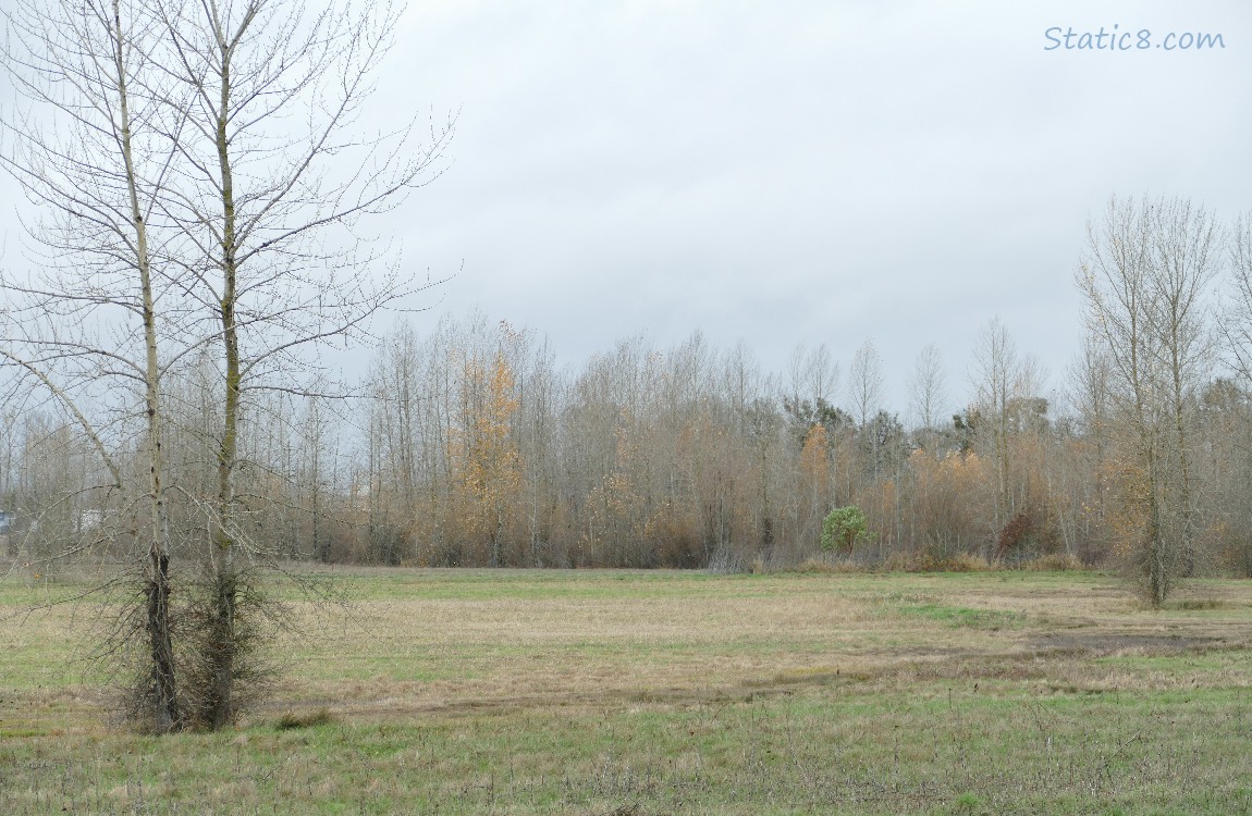 Prairie with trees in the distance