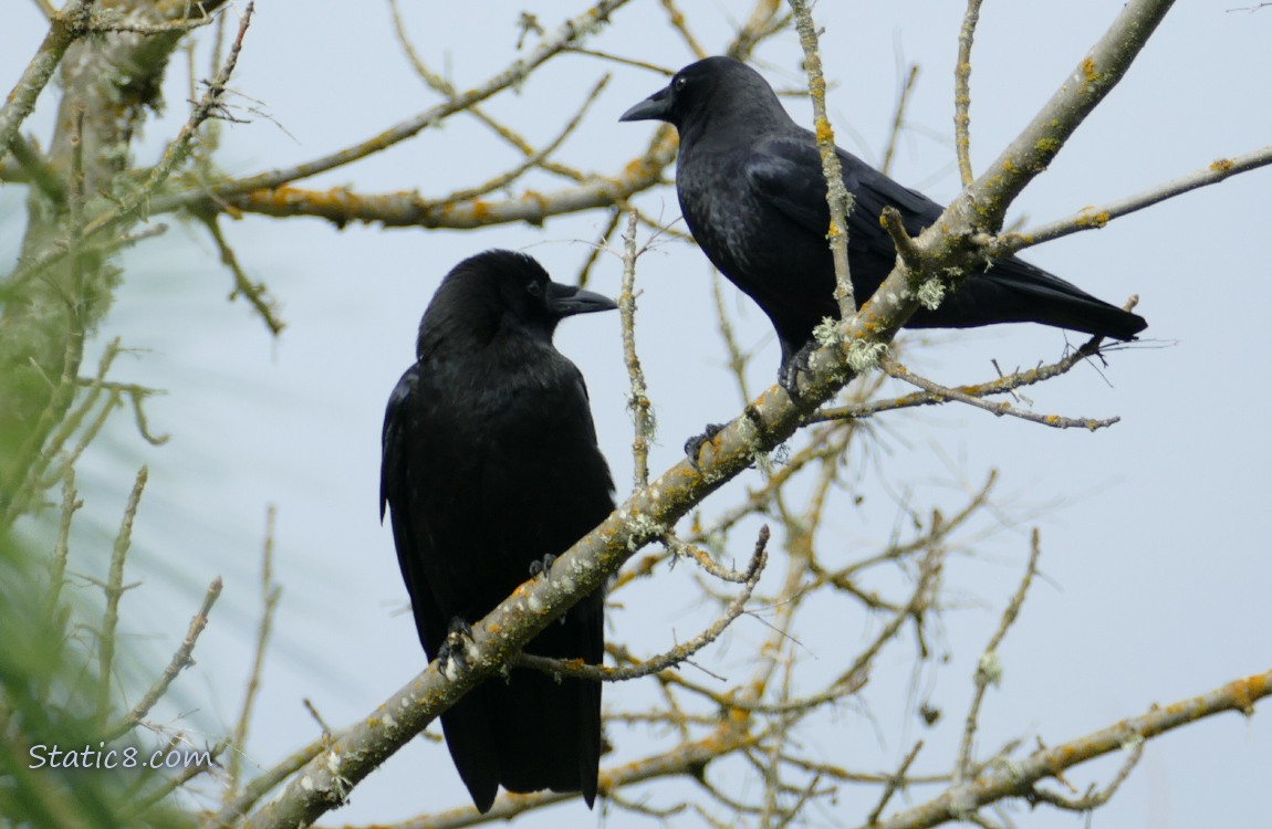 Two Crows having a conversation