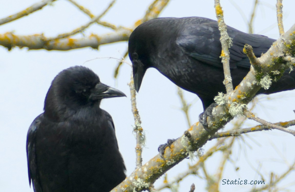 Two Crows having a conversation