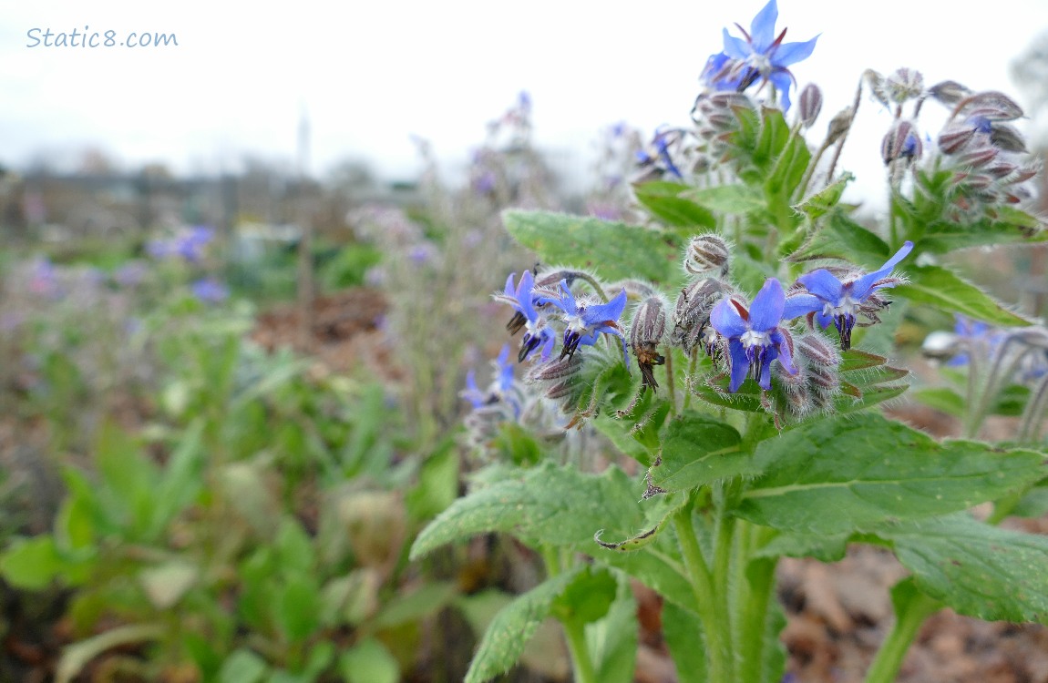 Borage blooms