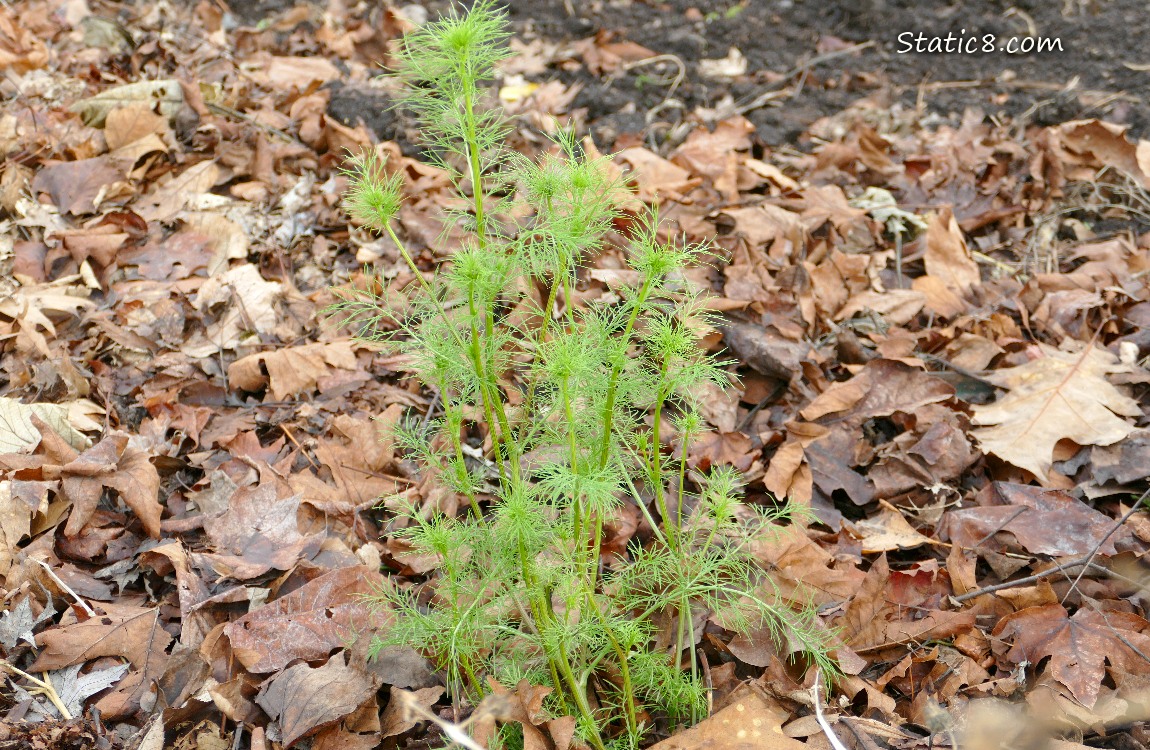 Cosmos growing past leaf mulch