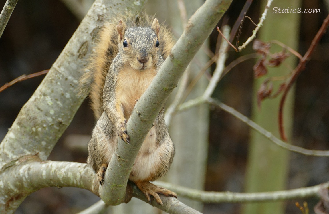 Squirrel standing on a branch