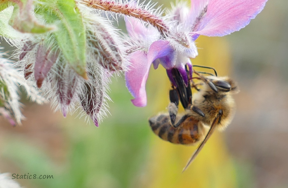 Honey Bee hanging from a Borage blossom