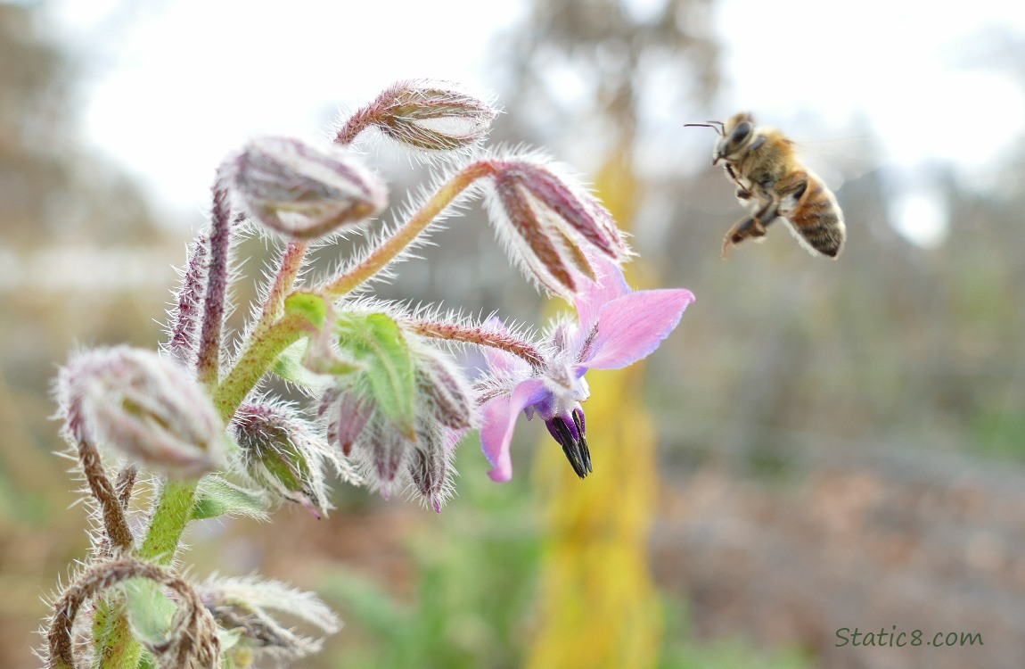 Honey Bee flying near a Borage stalk with blooms