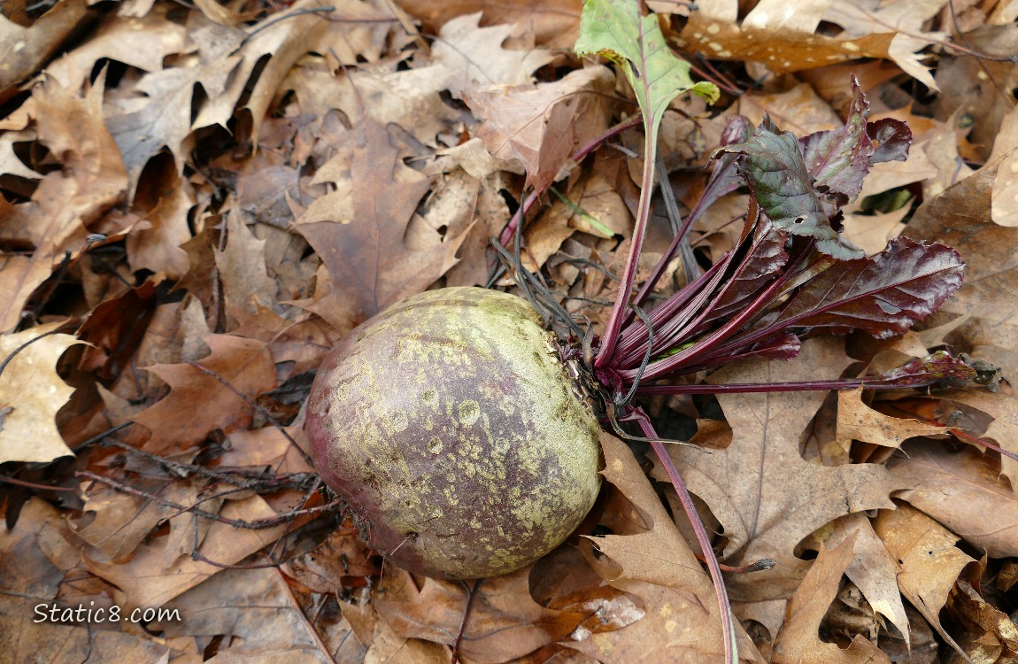 Pulled up beet, laying on dead leaves