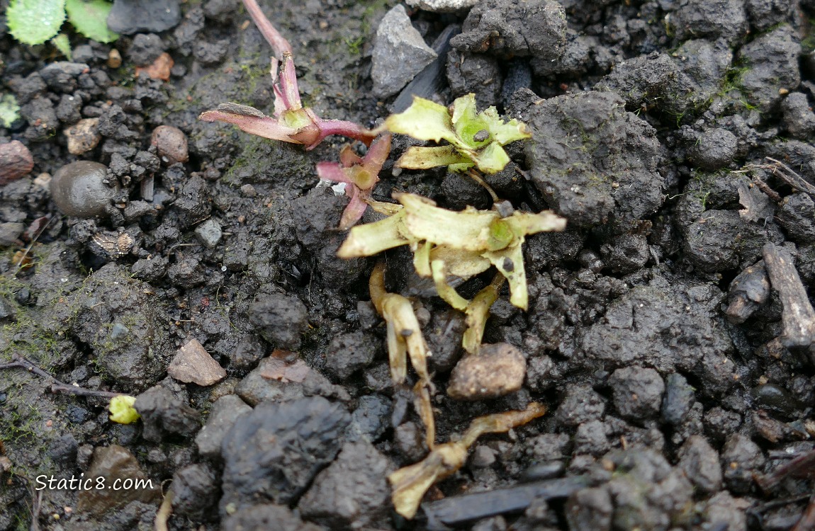 Lettuce seedlings munched to the ground