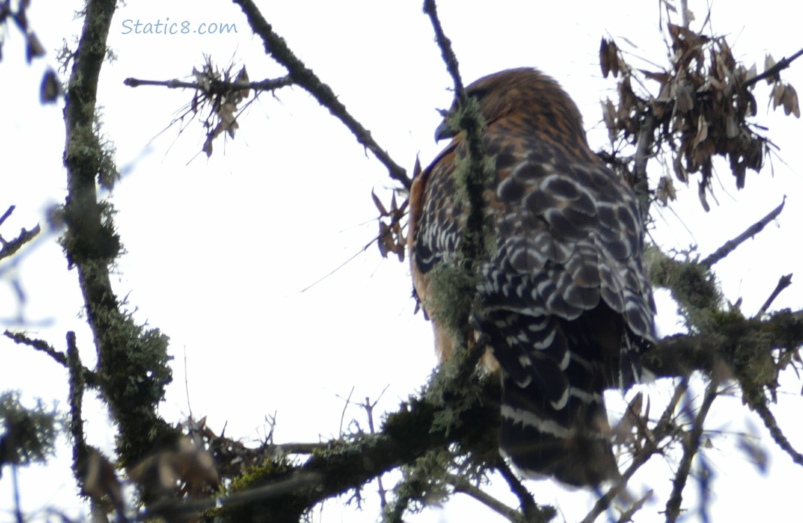 Red Shoulder Hawk up in a tree, behind branches