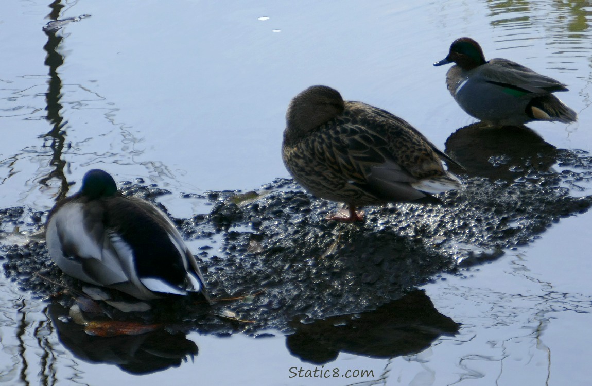 Ducks napping