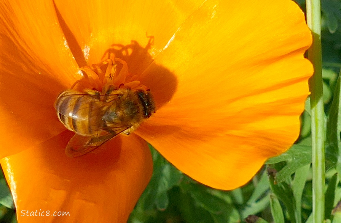 Honey Bee in a California Poppy