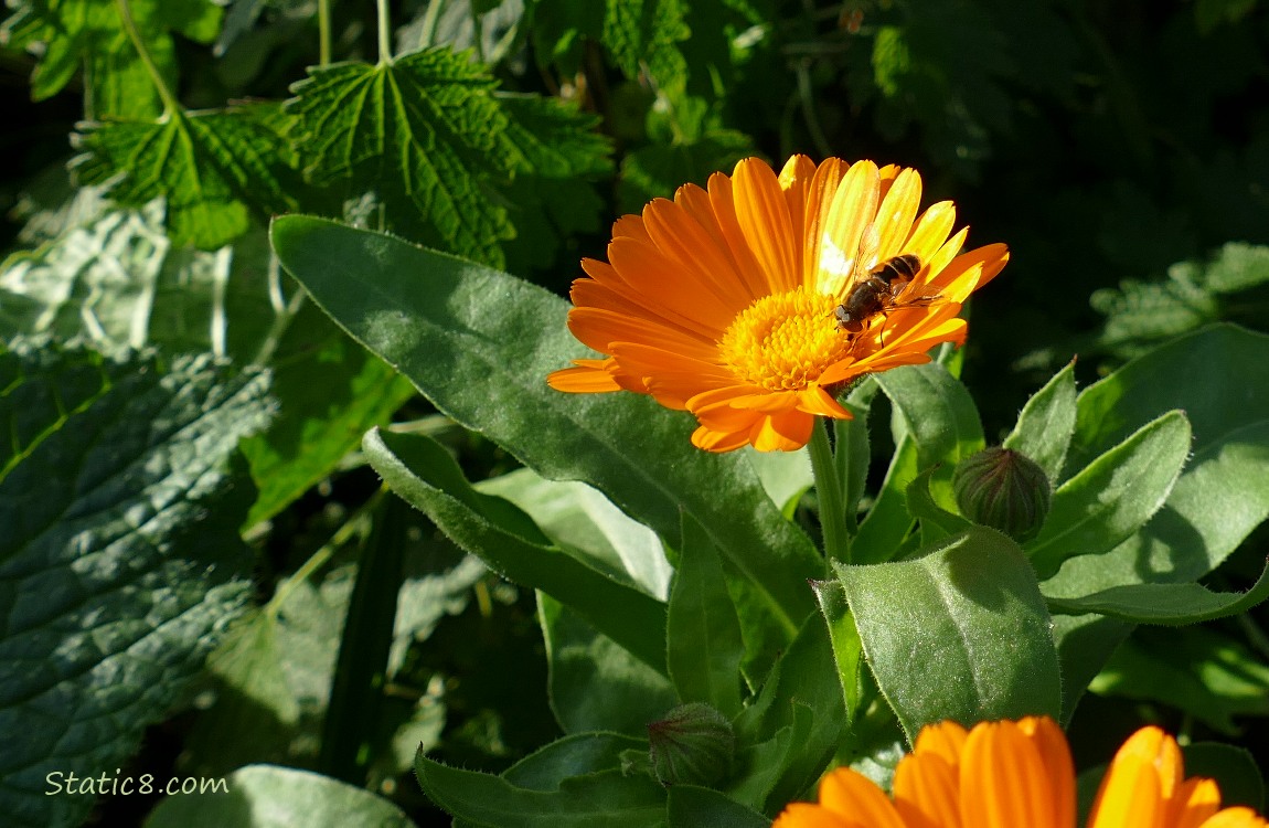 Hoverfly in a Calendula bloom