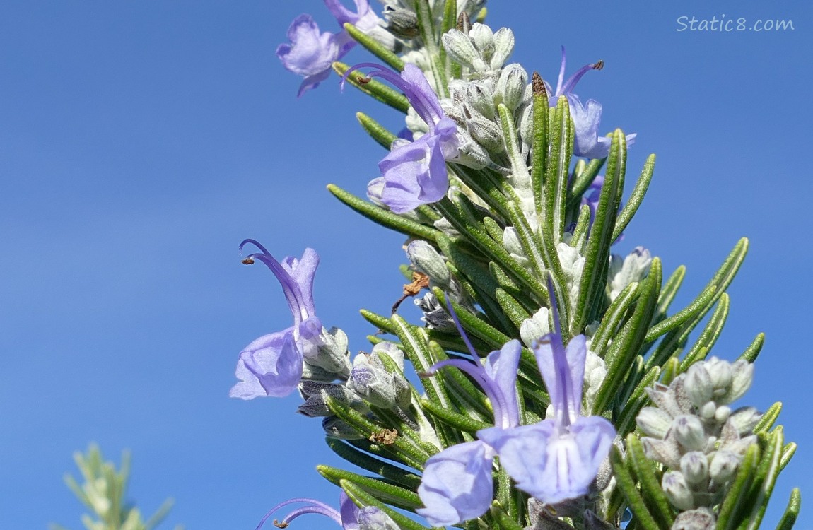 Looking up at a stalk of Rosemary with flowers