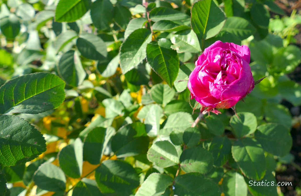 Hot pink rose bud surrounded by green leaves