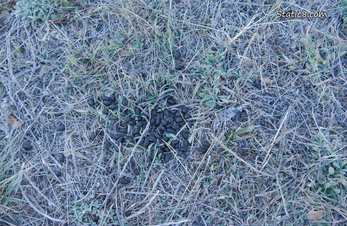 Deer scat in dead grass