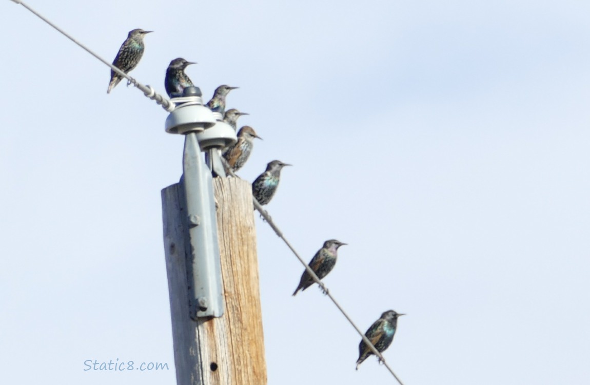 European Starlings standing on a power line