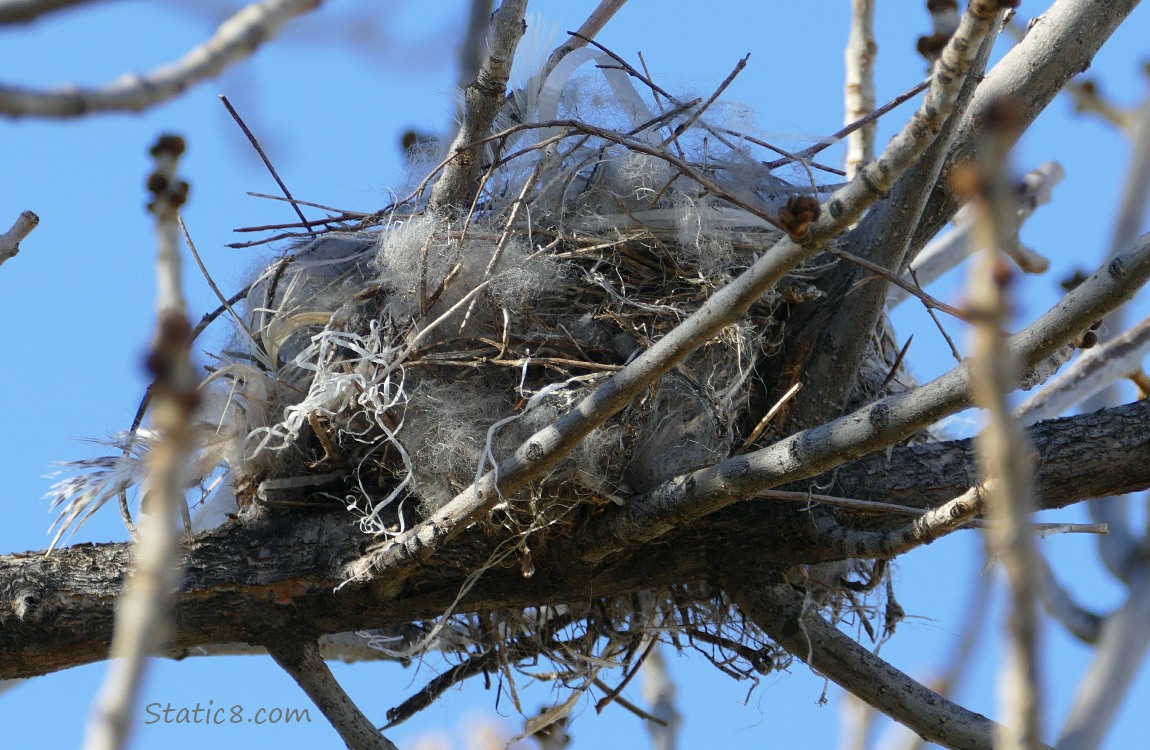 Looking up at a nest in a winter bare tree, blue sky background